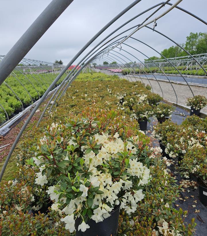 Rhododendron Towhead
