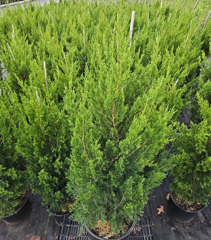 Juniperus chinensis 'Spartan'