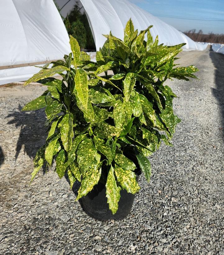 Aucuba japonica 'Variegata'