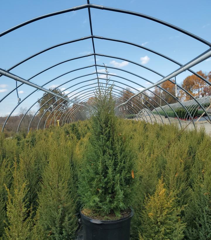Juniperus communis Gold Cone