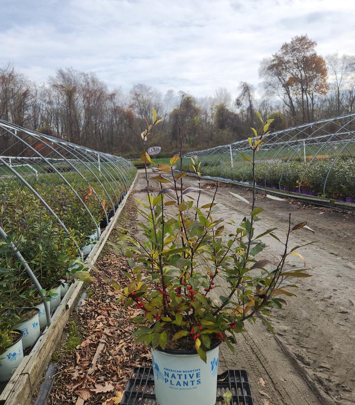 Ilex verticillata 