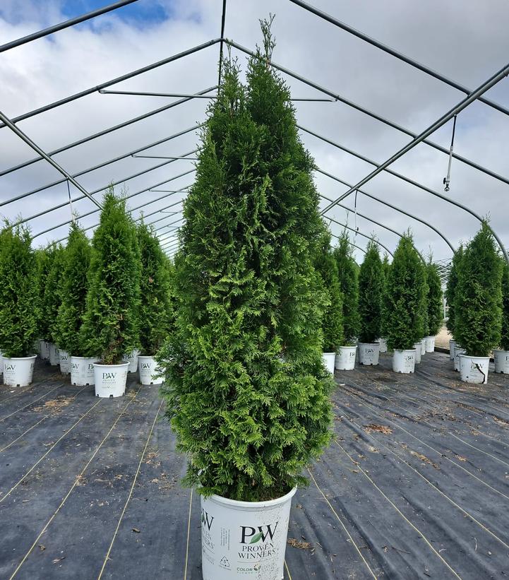 Thuja occidentalis North Pole®