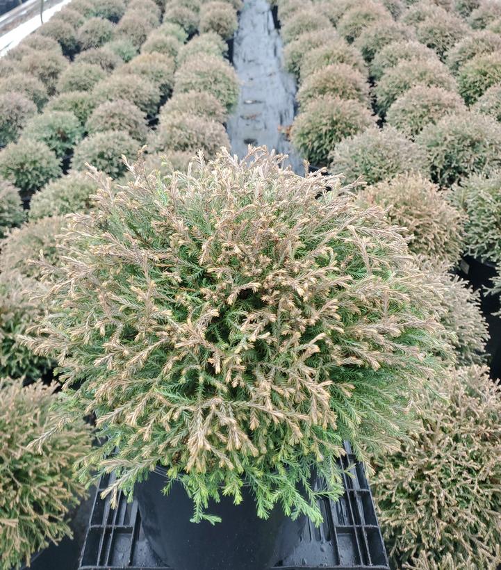 Thuja occidentalis Mr. Bowling Ball®