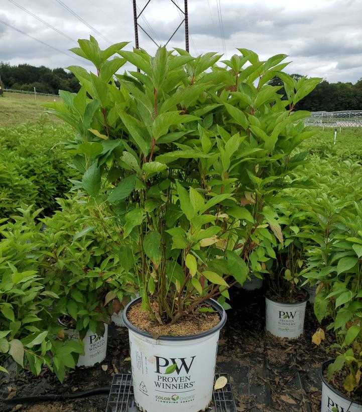 Cornus stolonifera Arctic Fire®