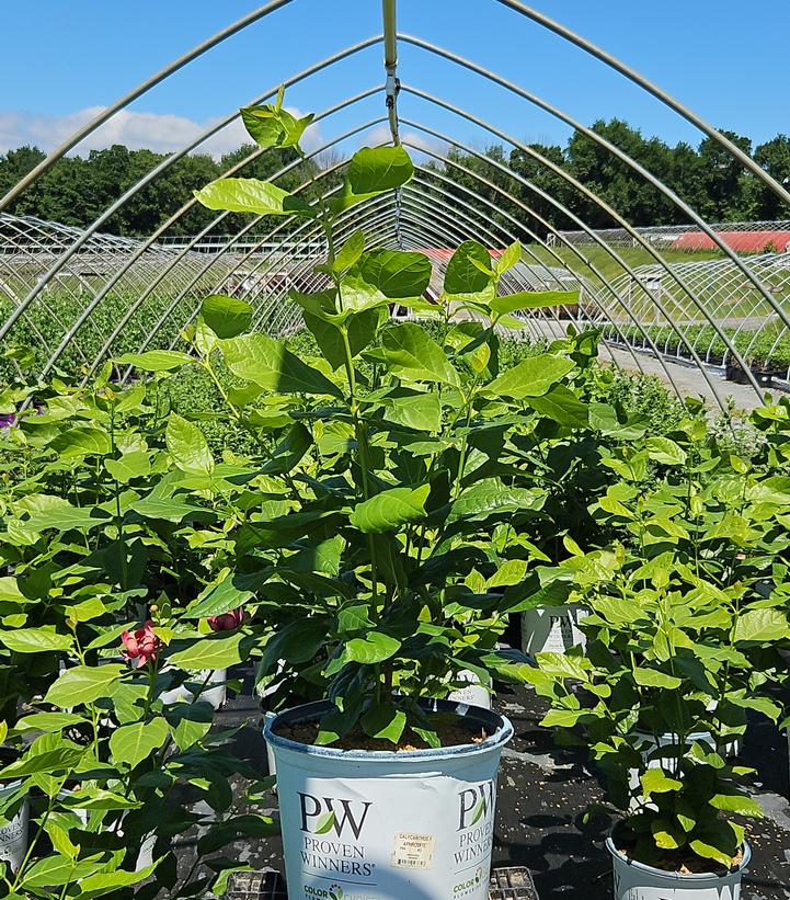 Calycanthus X Aphrodite