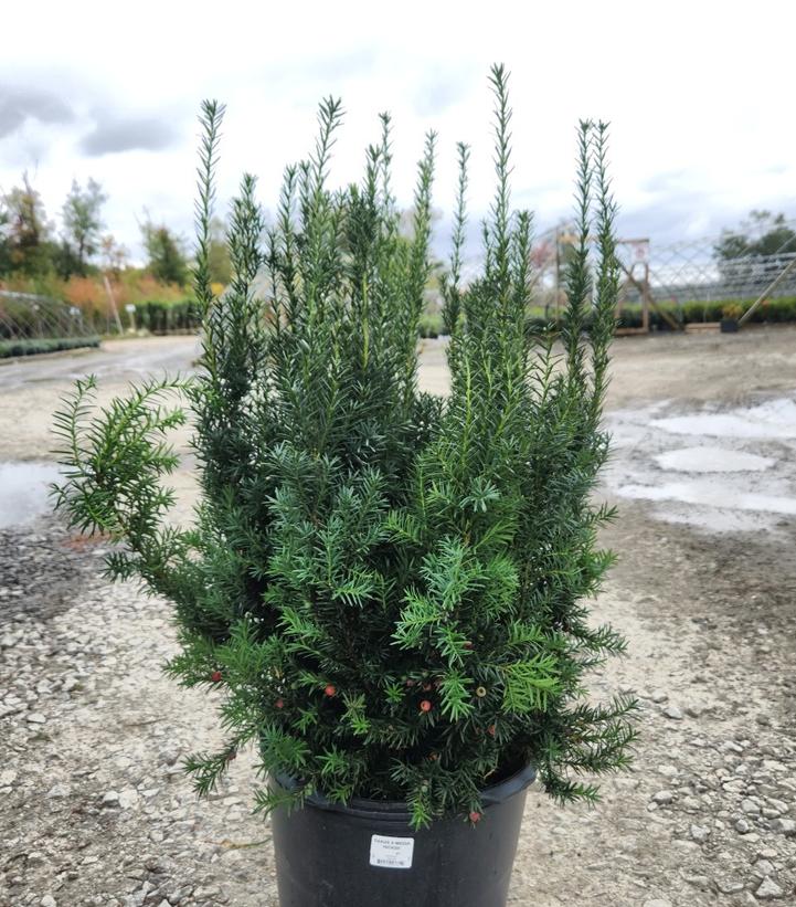 Taxus media Hicksii