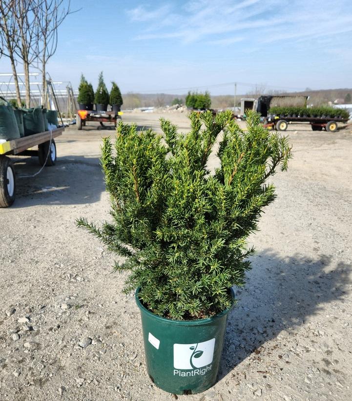 Taxus cuspidata Densiformis