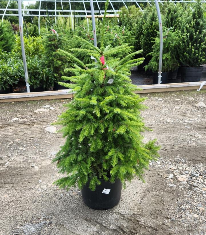 Picea omorika 