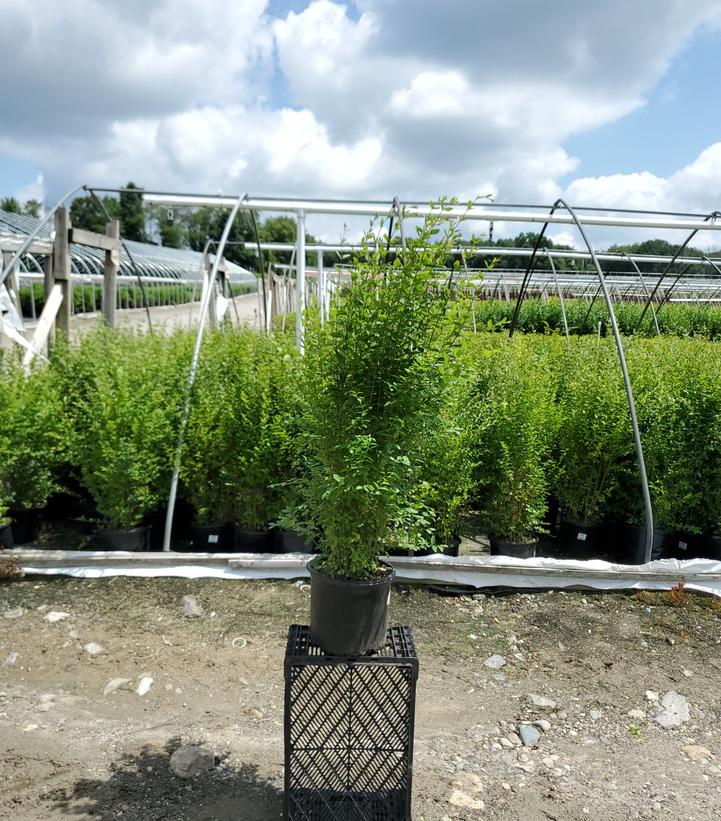 Ligustrum amurense 