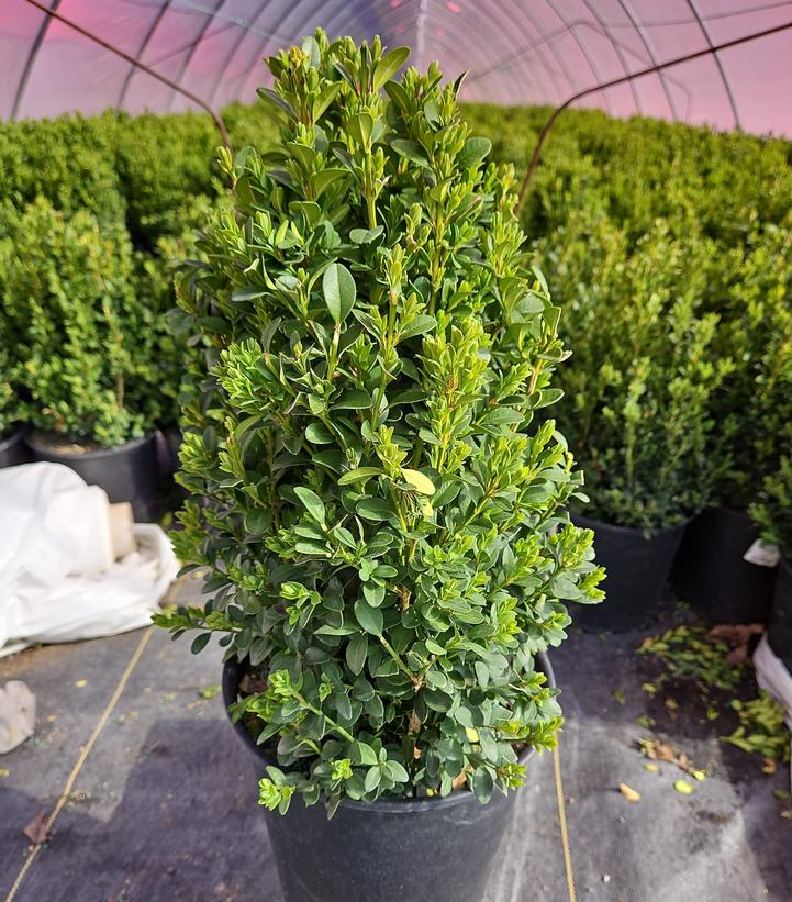 Buxus microphylla var. japonica Green Mountain