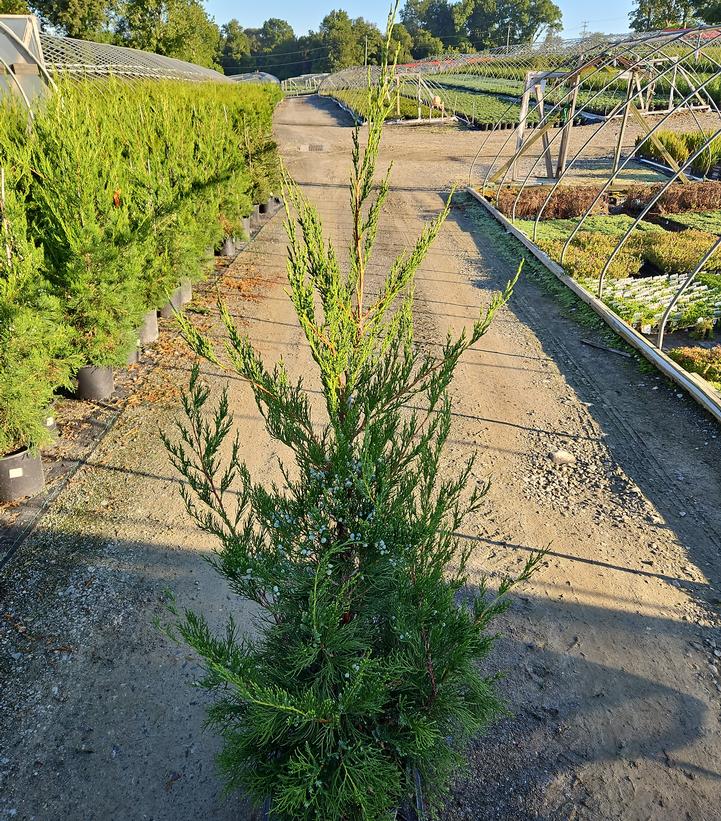 Juniperus c. Hetzii columnaris