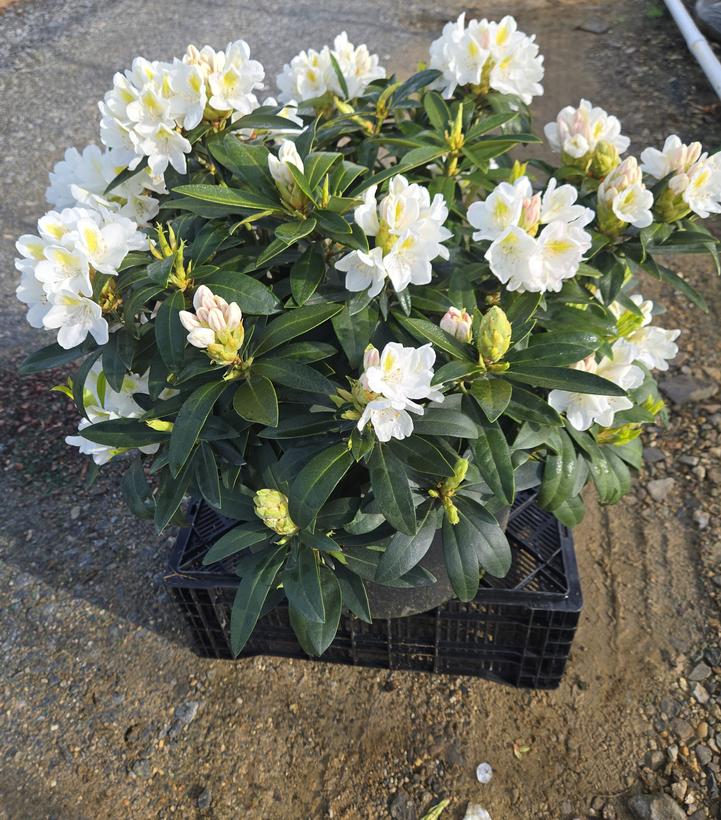 Rhododendron cat. Chionoides
