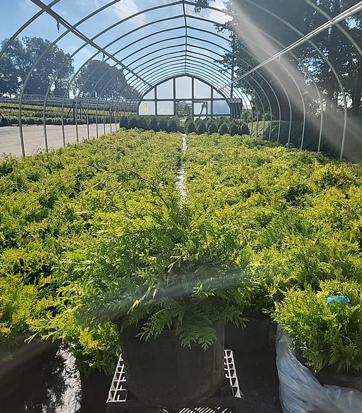 Chamaecyparis pisifera 'Vintage Gold'
