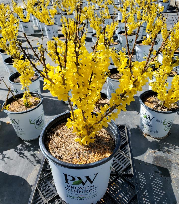 Forsythia x Show Off®