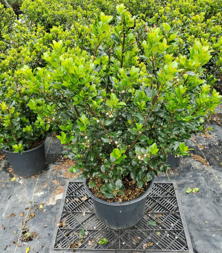 Ilex x meserveae 'Blue Prince'
