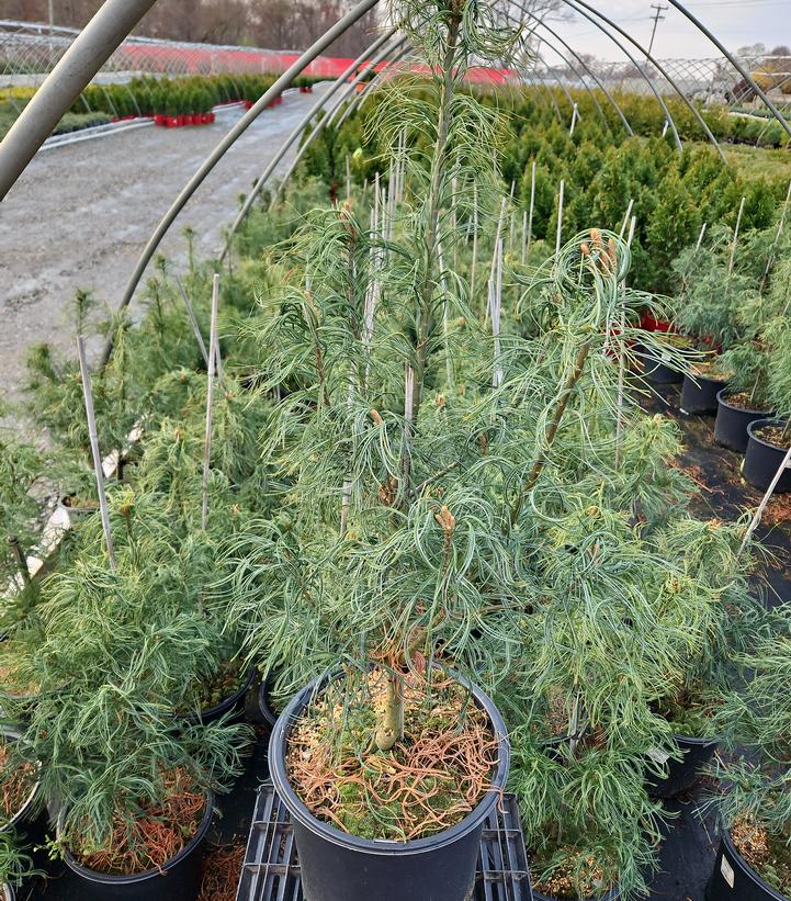Pinus strobus Torulosa