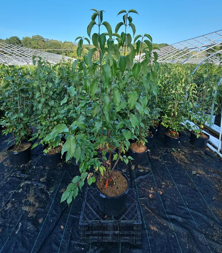Viburnum lentago 