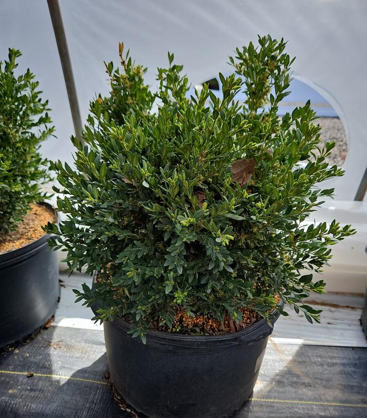 Buxus microphylla var. japonica 'Green Gem'