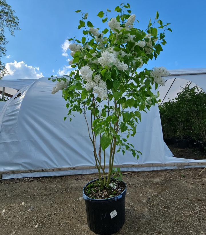 Syringa vulgaris x Primrose