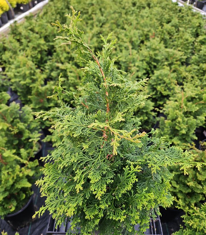 Chamaecyparis obtusa 'Gracilis'