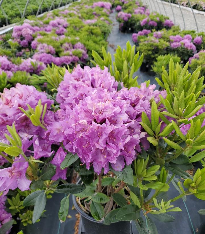 Rhododendron cat. Lee's Dark Purple
