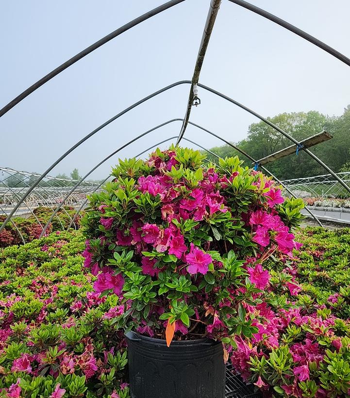 Azalea 'Girard's Fuchsia'