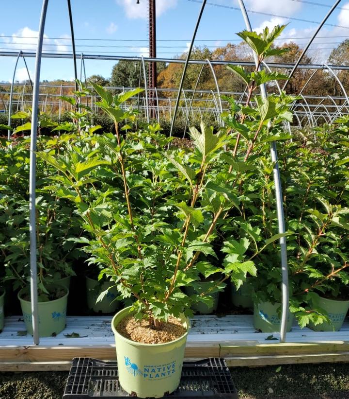 Viburnum trilobum 'Wentworth'