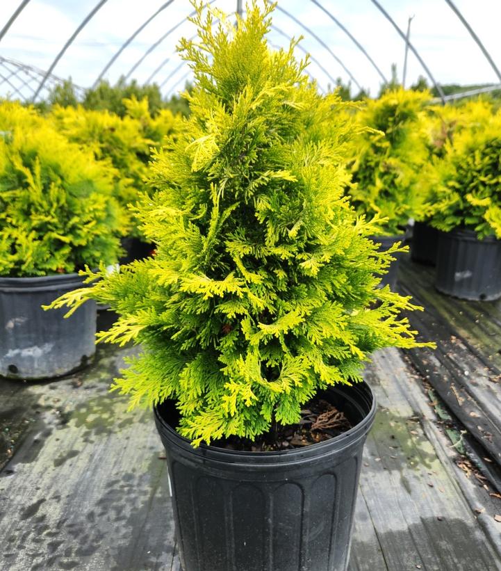 Chamaecyparis obtusa 'Crippsii'