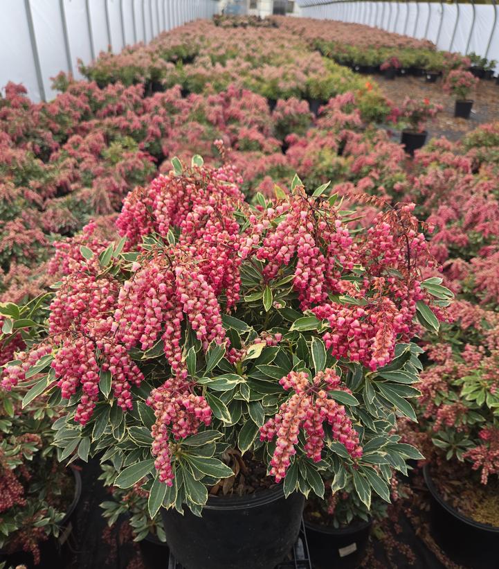 Pieris jap. Passion Party™ Passion Frost