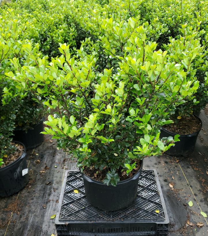 Ilex x meserveae 'Blue Prince'
