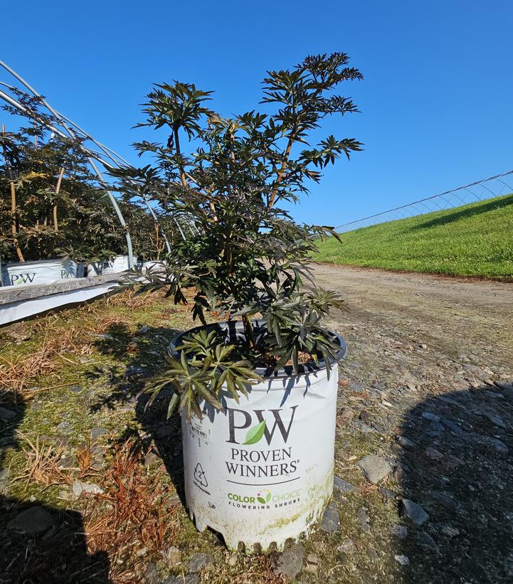 Sambucus nigra Laced Up®