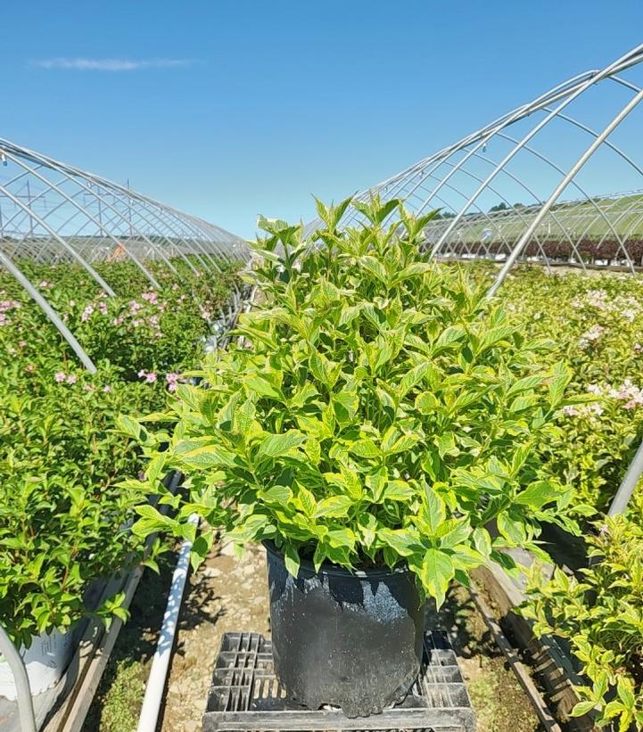 Weigela florida Variegata