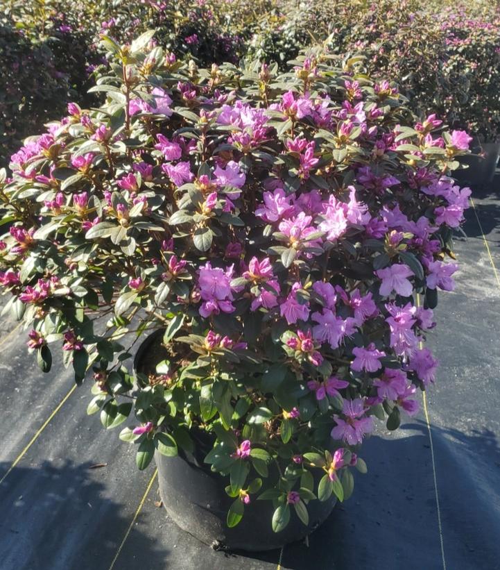 Rhododendron X PJM Elite