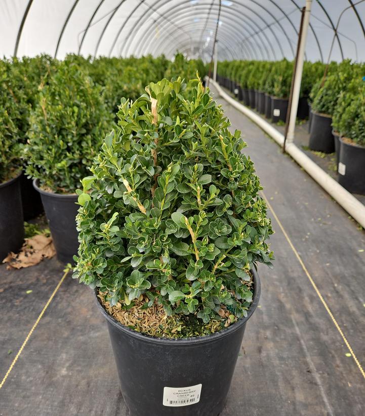 Buxus 'Cranberry Creek'