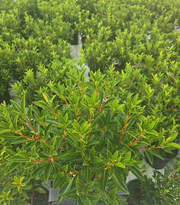 Kalmia latifolia 'Carousel'