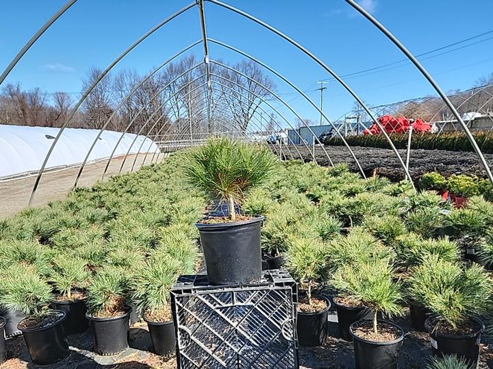 Pinus strobus 'Blue Shag'