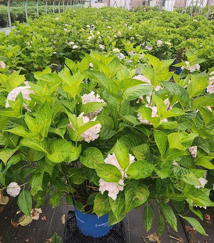 Hydrangea macrophylla Endless Summer® Collection Endless Summer® Blushing Bride®