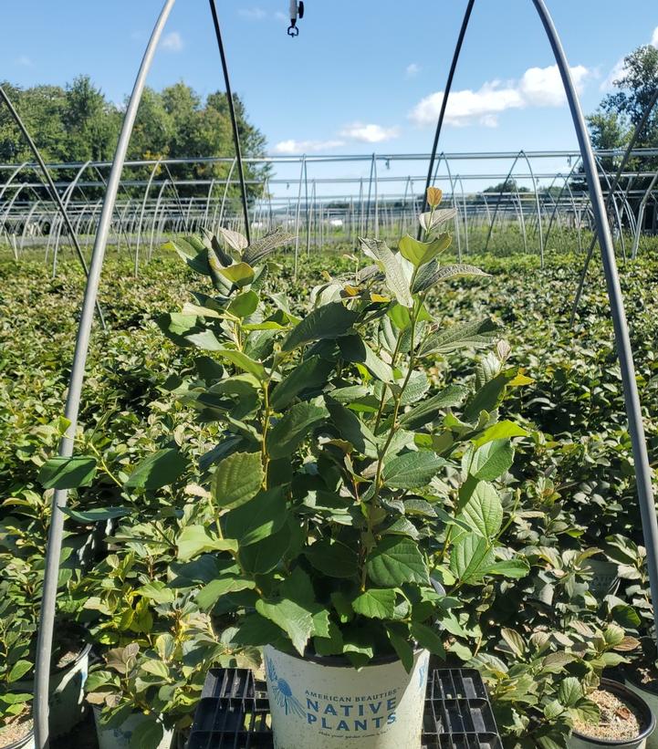 Fothergilla major 