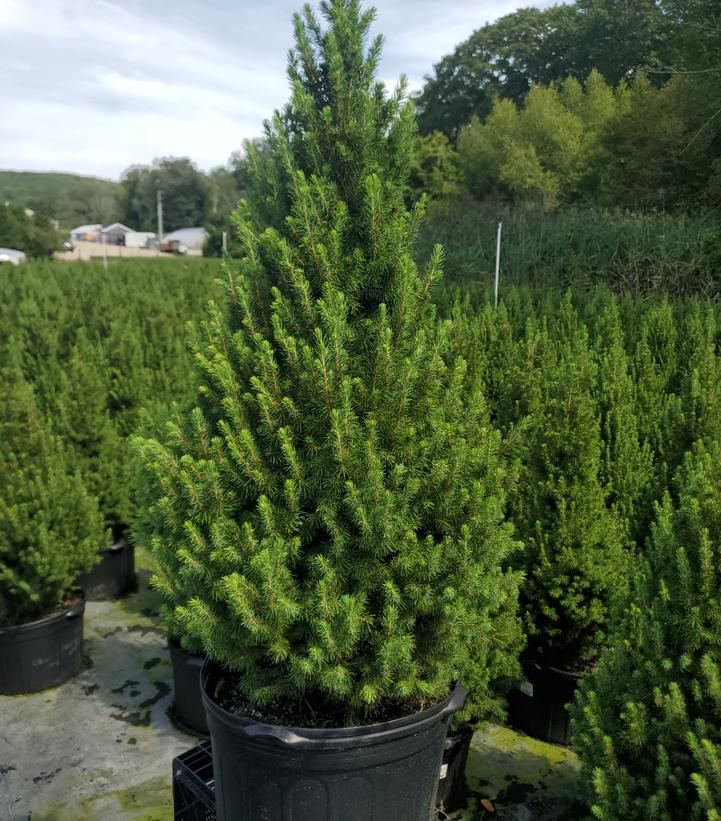Picea glauca 'Conica'
