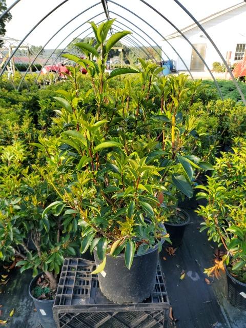 Kalmia latifolia 'Goodshow'