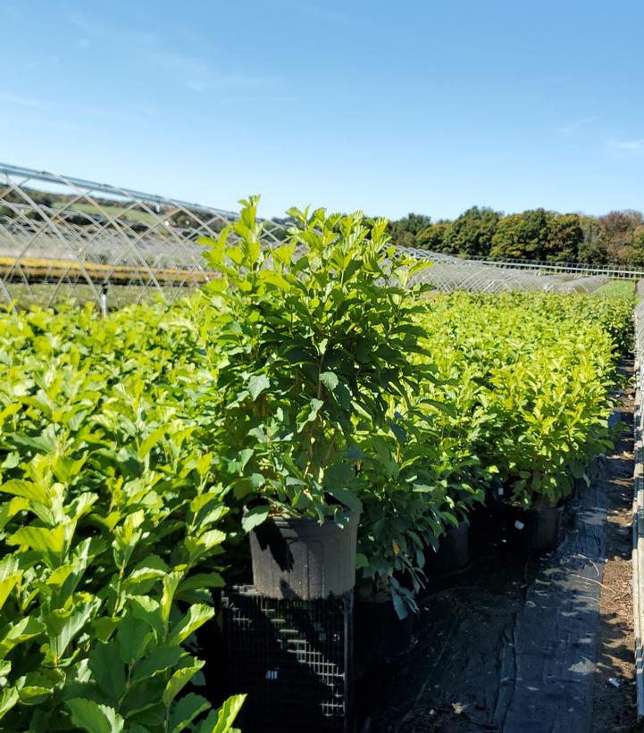 Hamamelis vernalis 