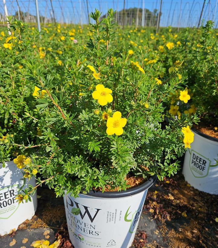 Potentilla fruticosa Happy Face®