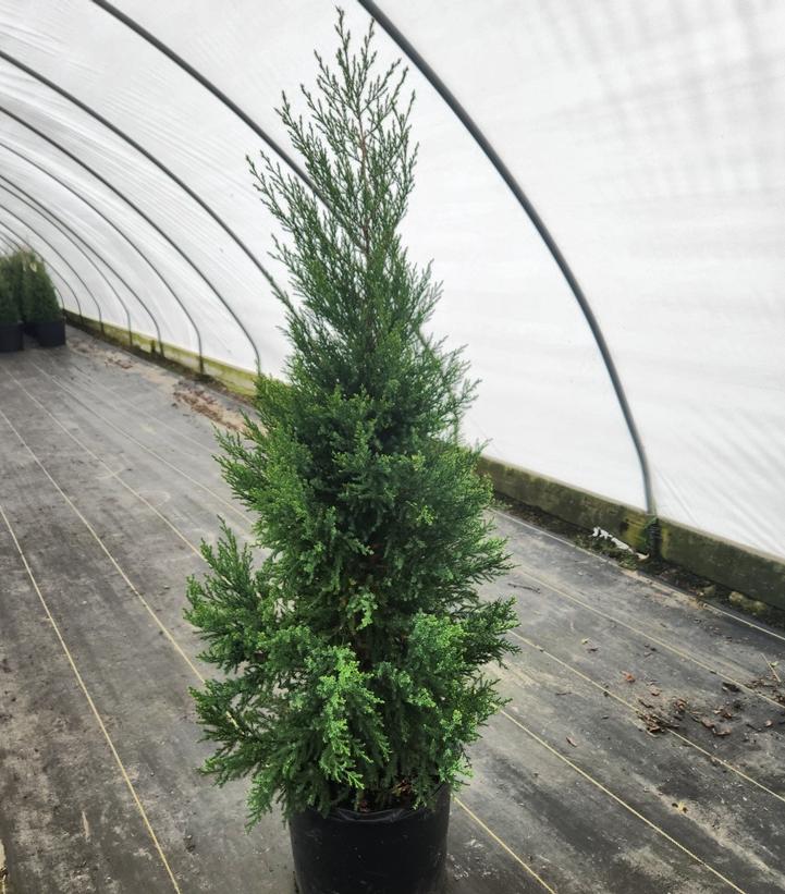 Juniperus virginiana 