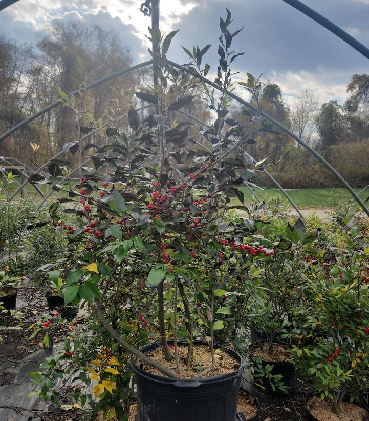 Ilex verticillata 'Winter Red'