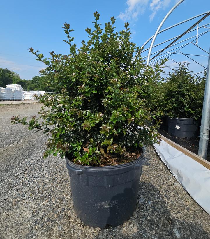 Ilex x Red Beauty™