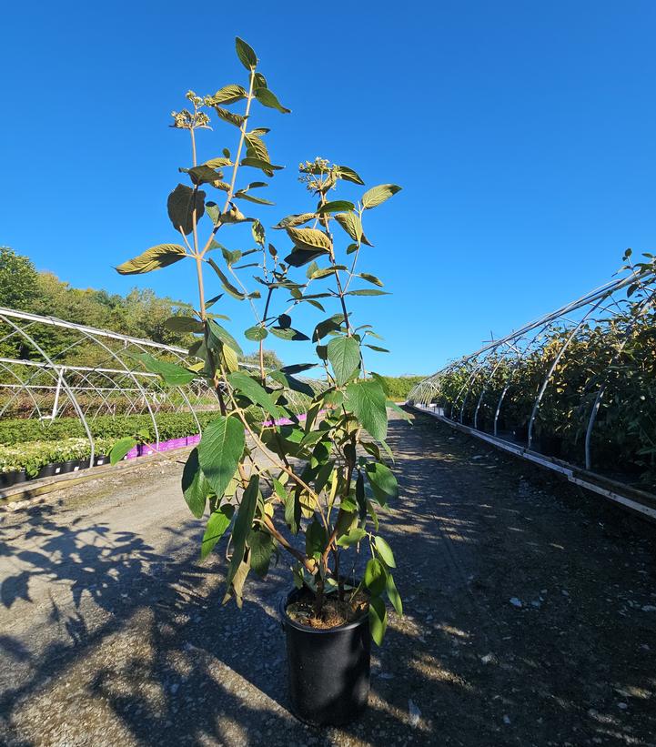 Viburnum x hytidophylloides 'Allegany'