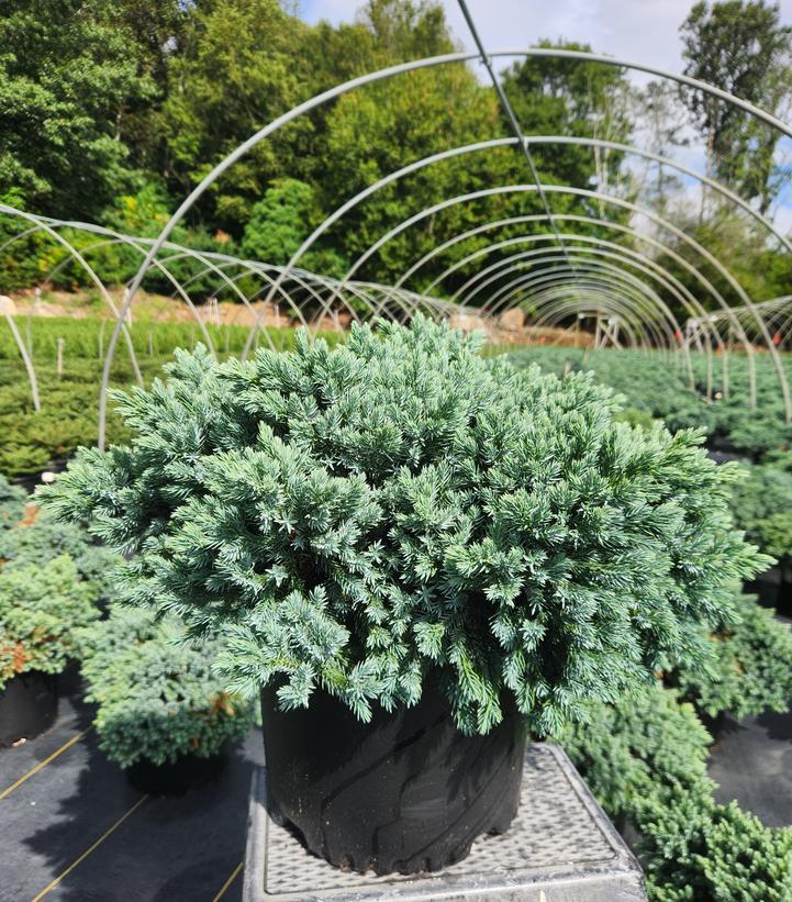 Juniperus squamata 'Blue Star'
