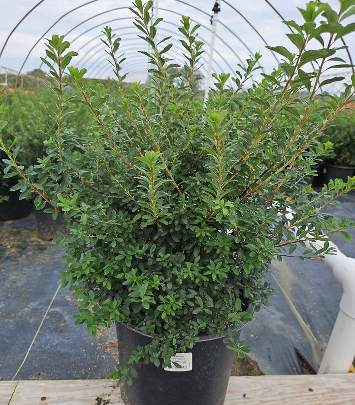 Spiraea nipponica 'Snowmound'