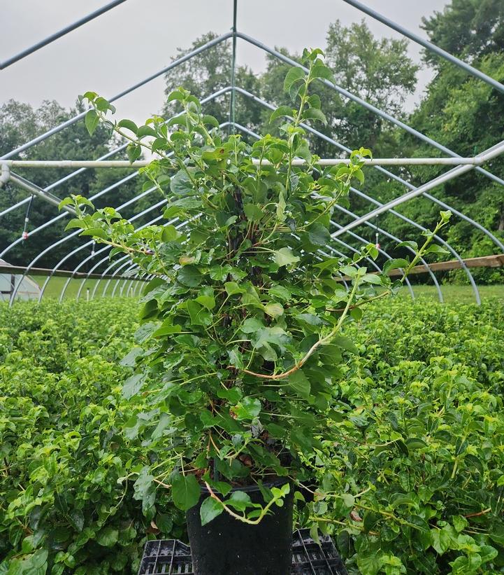 Hydrangea anomala petiolaris