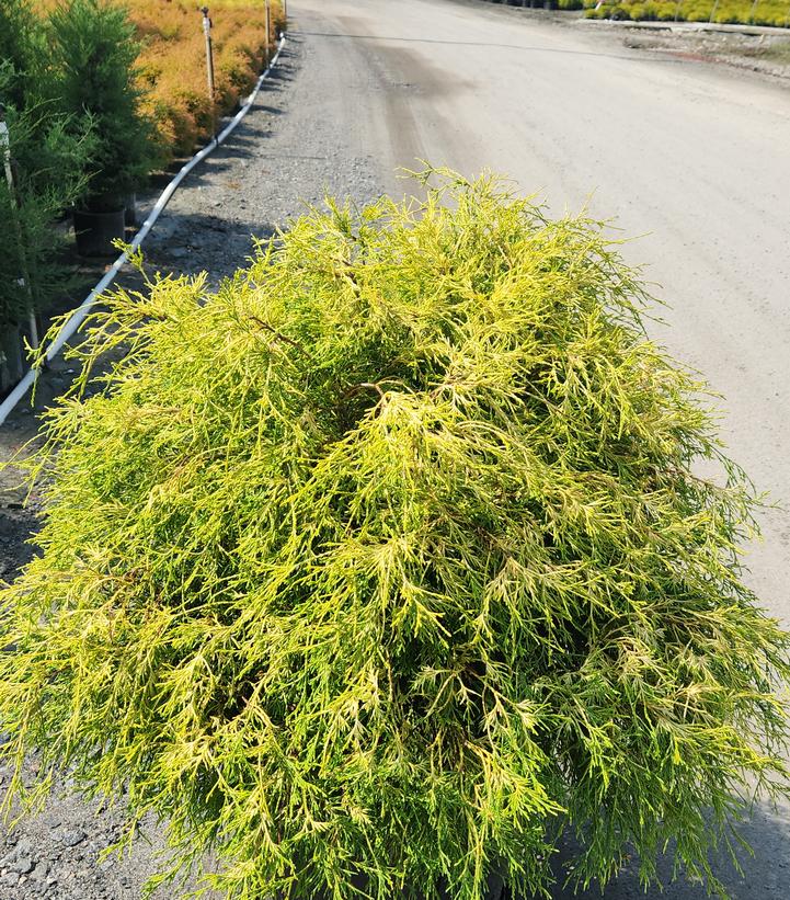 Chamaecyparis pisifera 'Filifera Aurea'